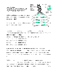 DNA Structure Worksheet Answer Key