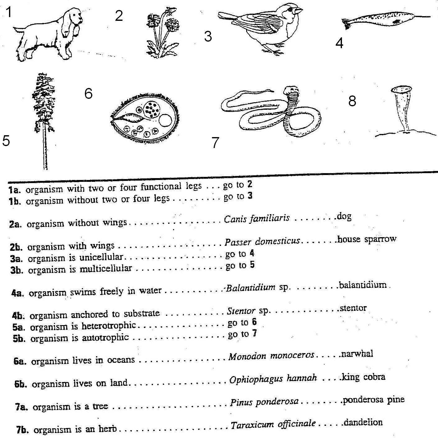 teach-child-how-to-read-7th-grade-science-dichotomous-key-worksheet-answers-pdf