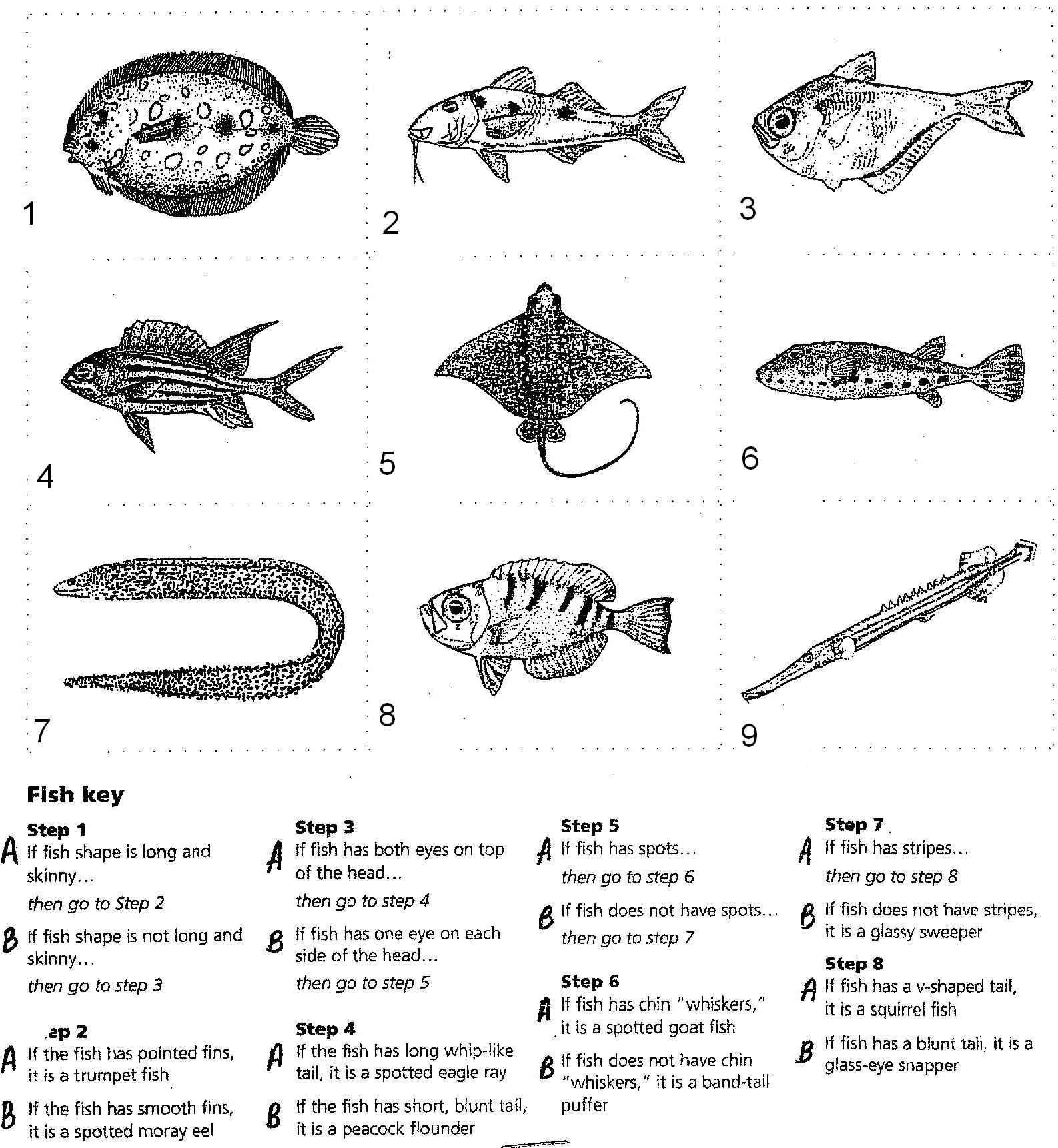 14-best-images-of-identifying-pronouns-worksheets-answer-key-indirect-object-pronouns-spanish