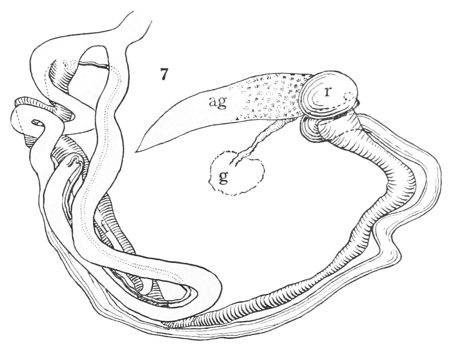 13 Best Images Of Male Reproductive System Diagram