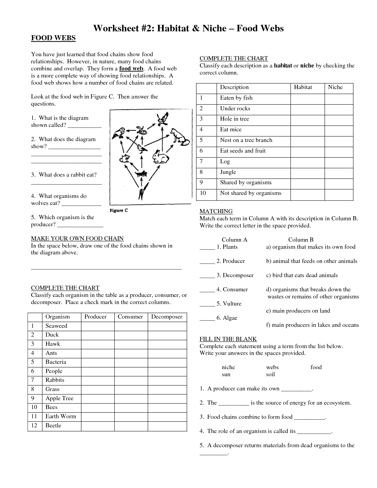 Food Chains and Web's Worksheets