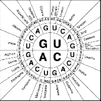 Amino Acid Codon Wheel Chart