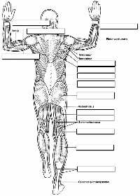 Anatomy Muscle Coloring Worksheet