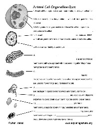 Cell Organelle Quiz Worksheet