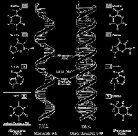 DNA and RNA Coloring Worksheet