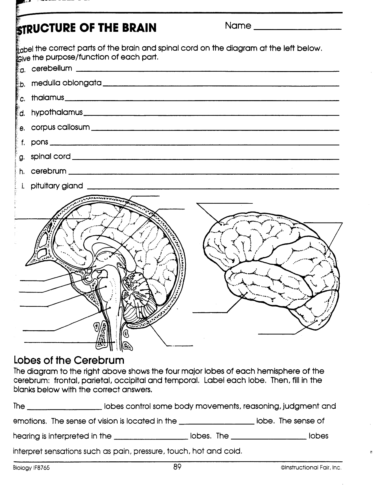 12-best-images-of-human-anatomy-worksheets-printable-college-anatomy-worksheets-muscular