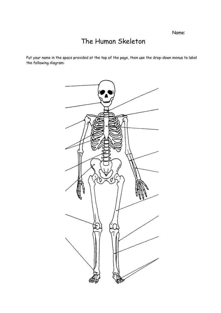 12 Best Images of Human Anatomy Worksheets - Printable ...