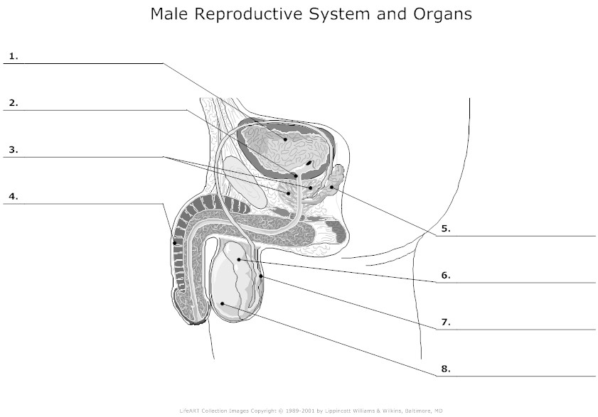 12 Best Images of Human Anatomy Worksheets Printable