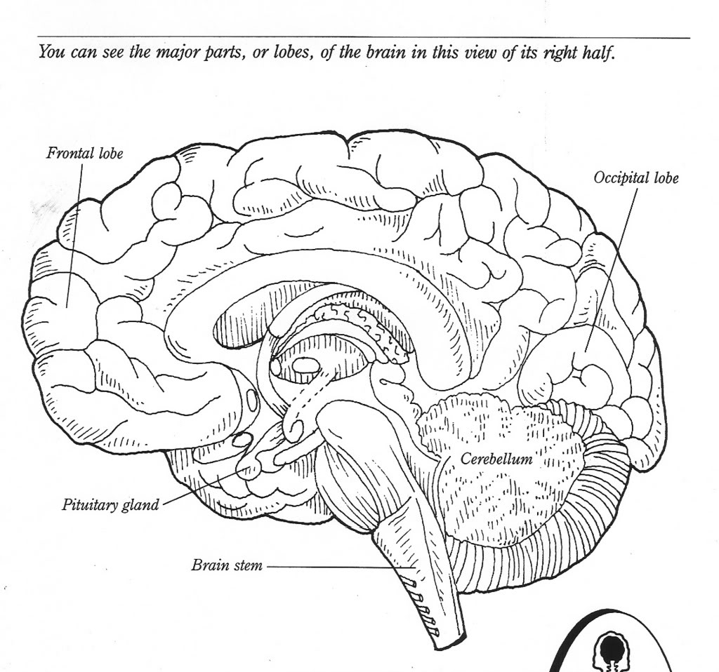 10 Best Images Of The Human Brain Worksheets Blank Brain Diagram 10 Best Images Of The Human Brain Worksheets Blank Brain Diagram