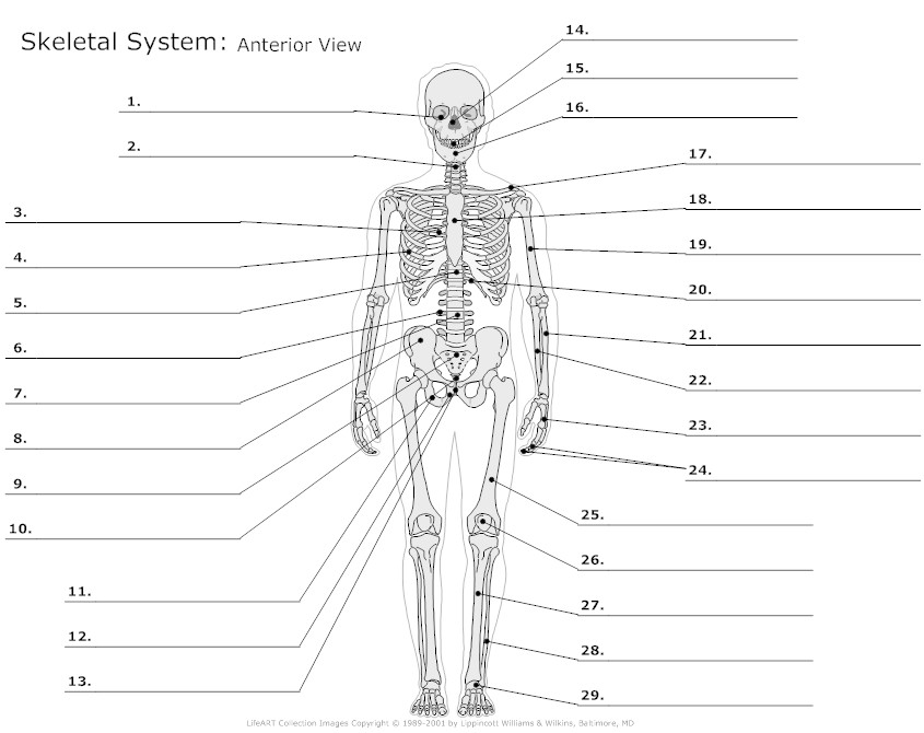 printable-anatomy-worksheets-for-college-printable-templates