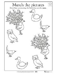 Different Types of Bird Worksheet