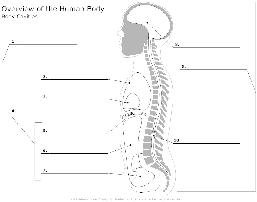 12 Best Images Of Human Anatomy Worksheets