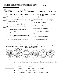 Cell Cycle Worksheet Answers