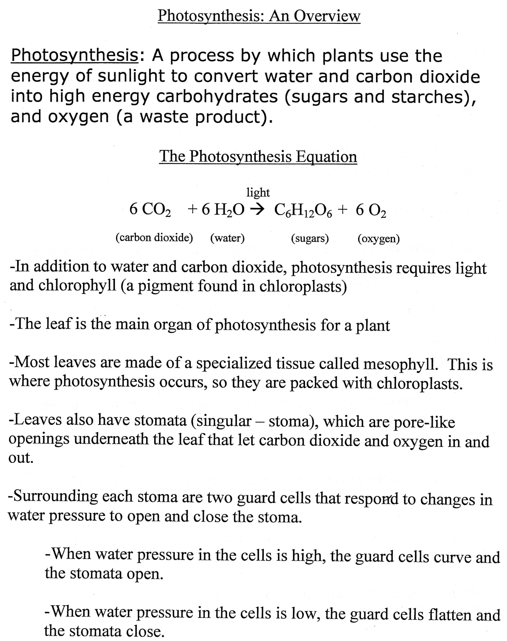 Photosynthesis Worksheet High School