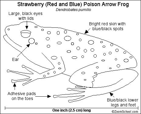 Poison Dart Frog Diagram