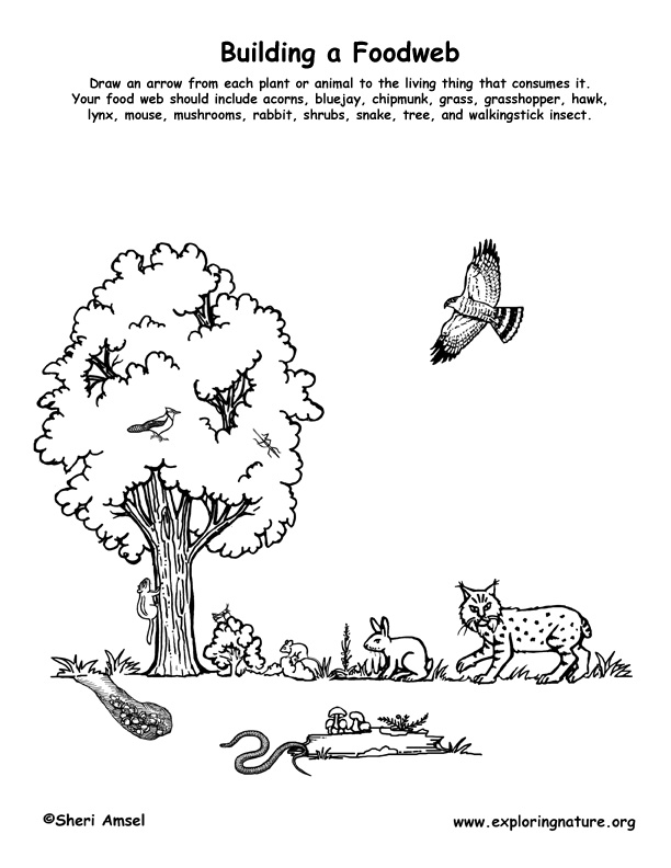 10 Best Images of Desert Food Web Worksheet - How to Draw Food Web