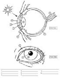 Human Eye Anatomy Diagram Worksheet