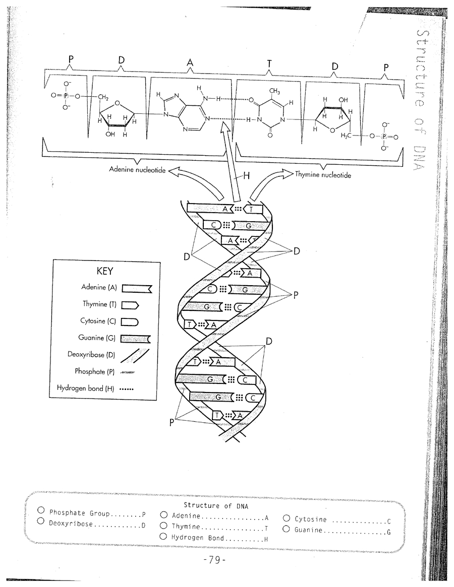 DNA Replication Coloring Worksheet