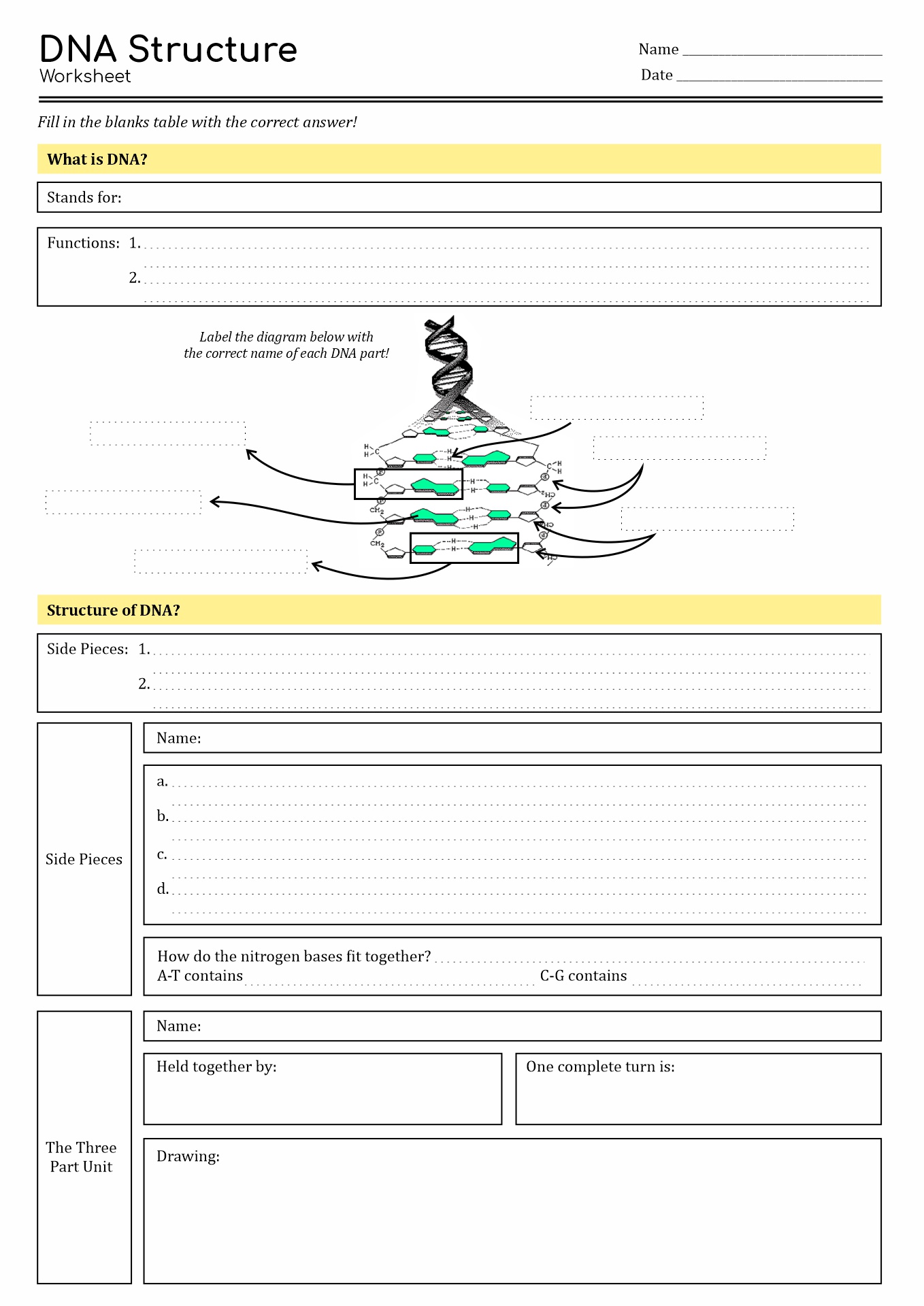 13 Best Images of DNA Code Worksheet - Protein Synthesis Worksheet