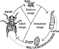 Insect Life Cycle Coloring Pages