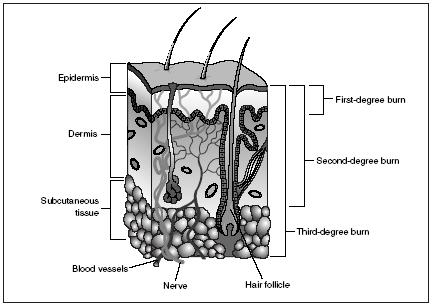 9 Best Images of Skin Coloring Worksheet - Black and White