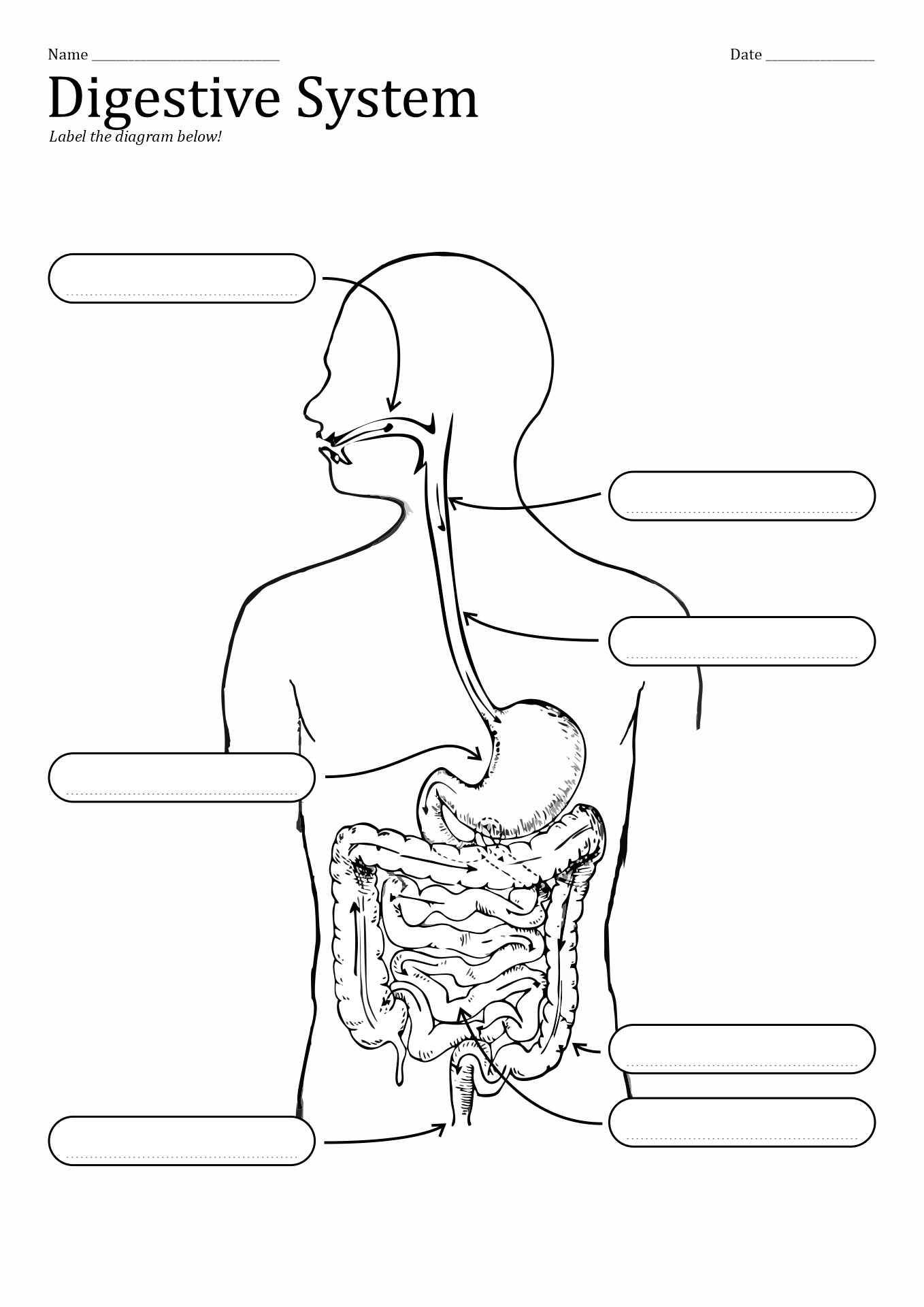 10 Best Images of Unlabeled Digestive System Diagram Worksheet Small