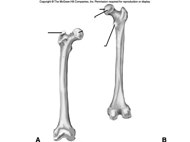 8 Best Images Of Arm Anatomy Worksheets