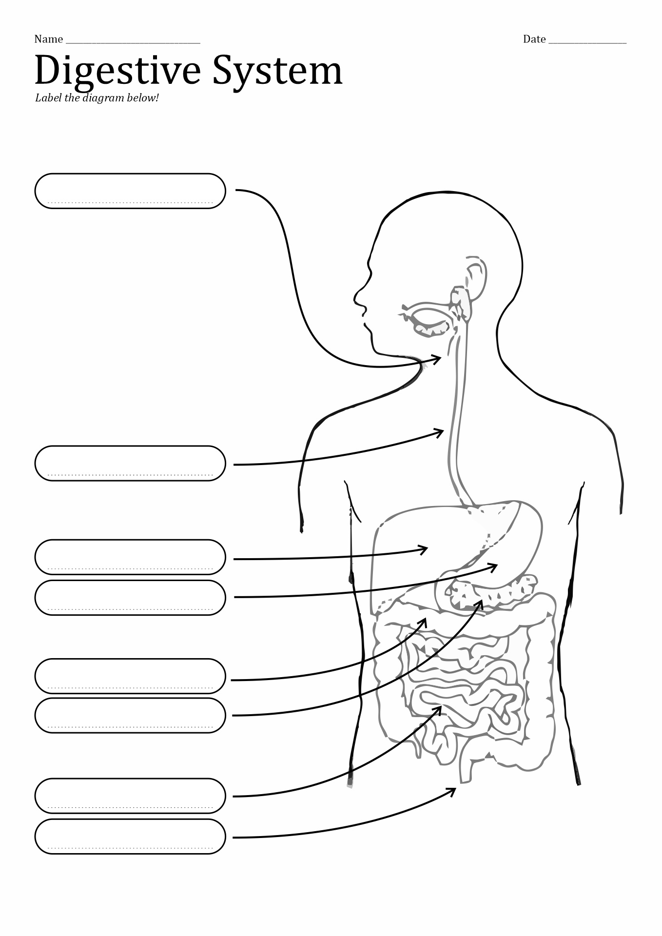 10 Best Images of Unlabeled Digestive System Diagram Worksheet - Small