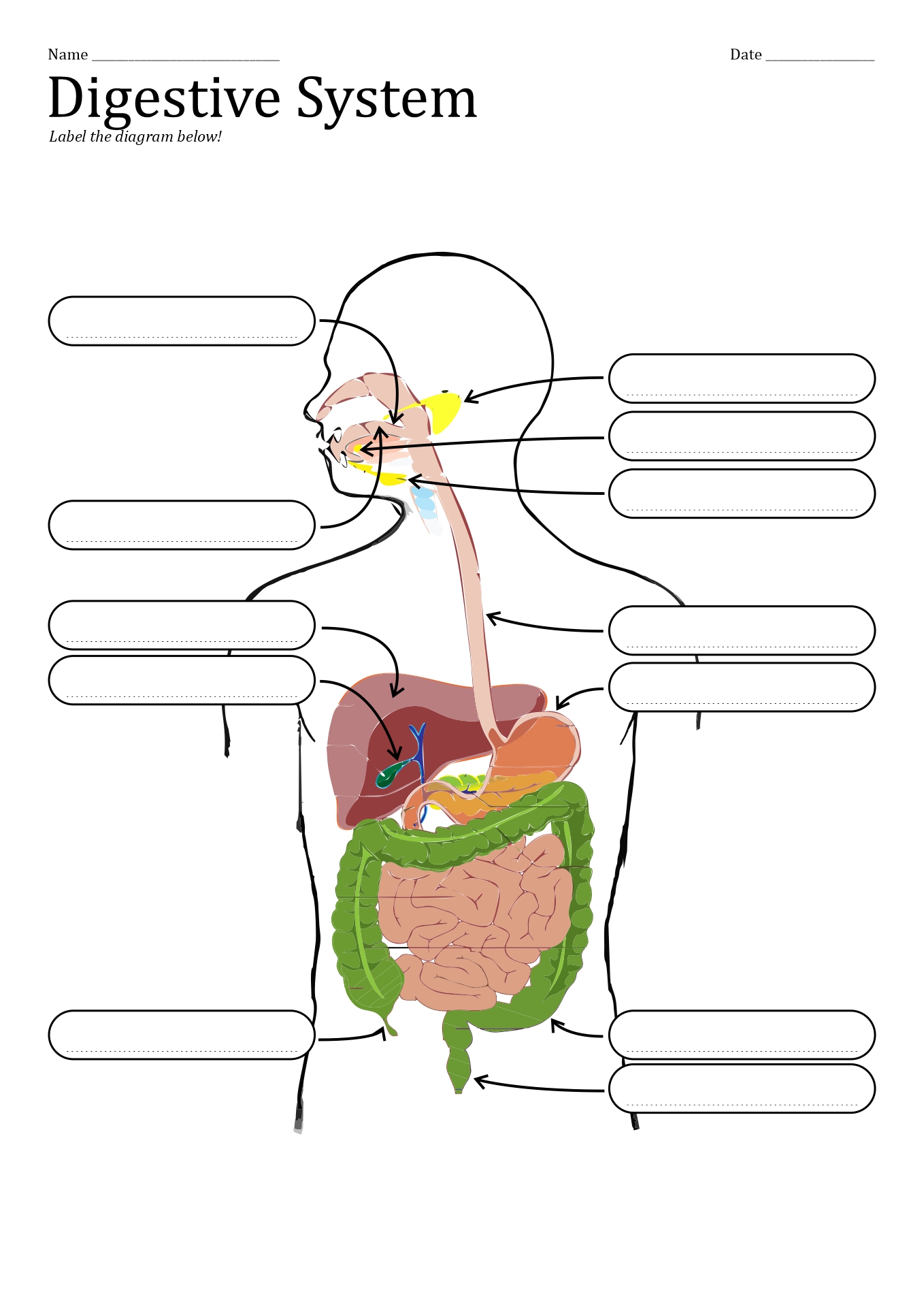 10 Best Images of Unlabeled Digestive System Diagram Worksheet - Small