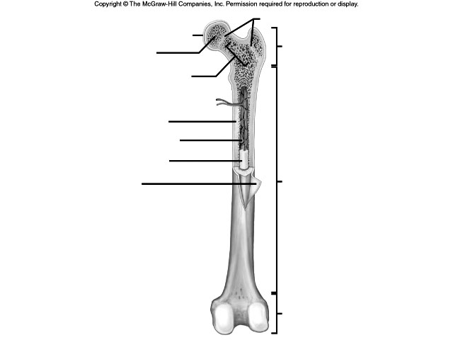 8 Best Images of Arm Anatomy Worksheets - Printable Skeleton Bones