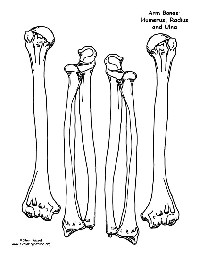 Printable Skeleton Bones Template