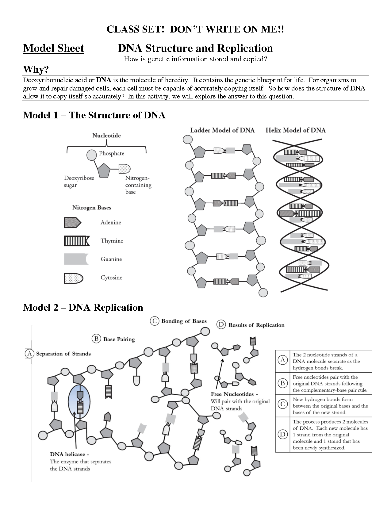 Dna Structure And Replication Worksheet Answers