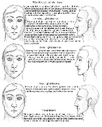 Facial Proportions Worksheet
