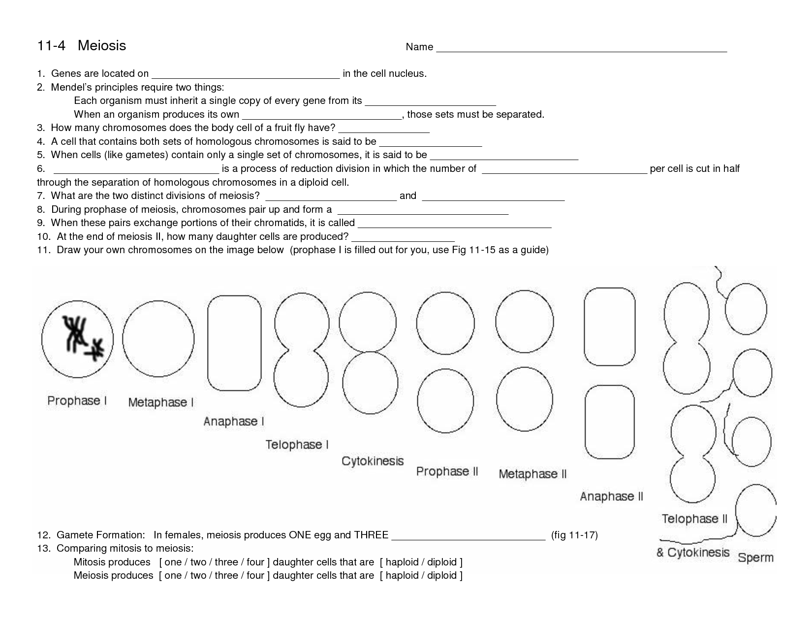 16 Best Images of Meiosis Worksheets For High School Meiosis and Mitosis Worksheet, Meiosis 16 Best Images of Meiosis Worksheets For High School Meiosis and Mitosis Worksheet, Meiosis