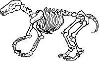 Dinosaur Skeleton Coloring Page