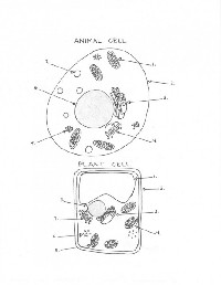 Plant and Animal Cell Diagram Worksheet