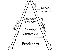 Science Energy Pyramid