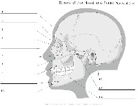 Unlabeled Bones of the Head and Face
