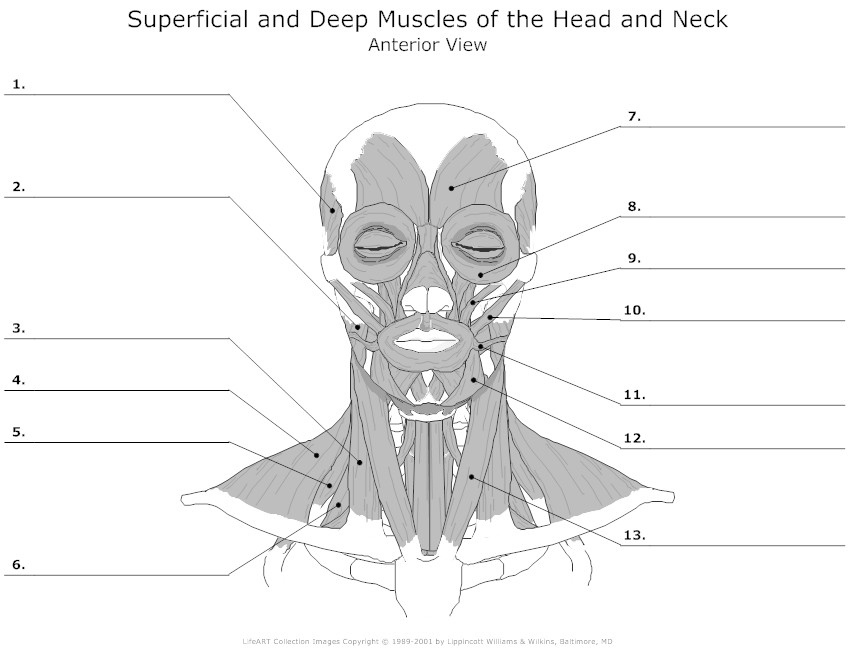 Blank Head and Neck Muscles Diagram