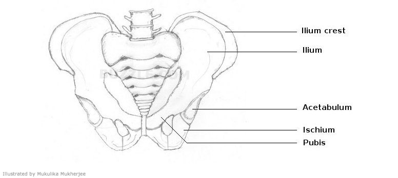 Diagram of Pelvic Girdle Bones Labeled