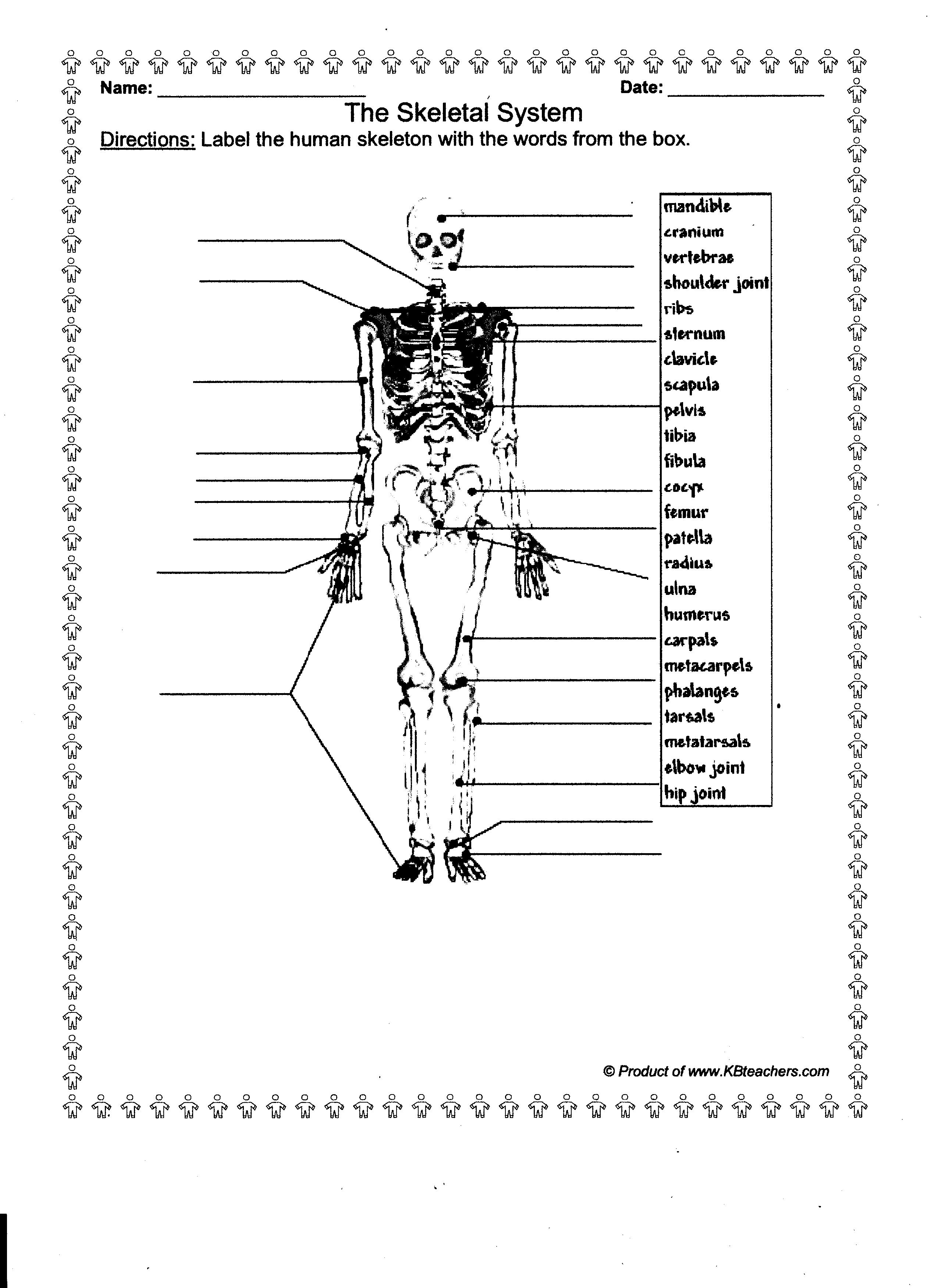 13 Best Images of Worksheets Human Anatomy Bones - Unlabeled Bones of
