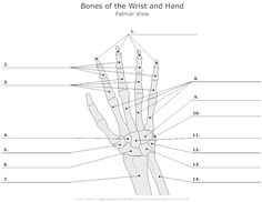 Hand Bones Worksheet