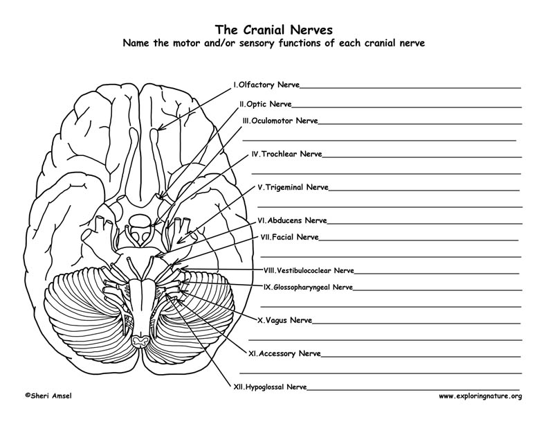 14 Best Images of Human Anatomy Labeling Worksheets - Blank Head and