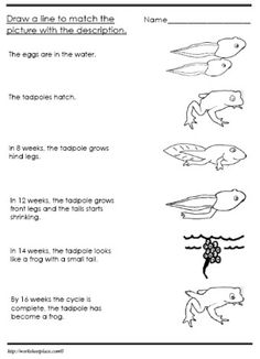 5th Grade Life Cycle of a Frog Worksheet