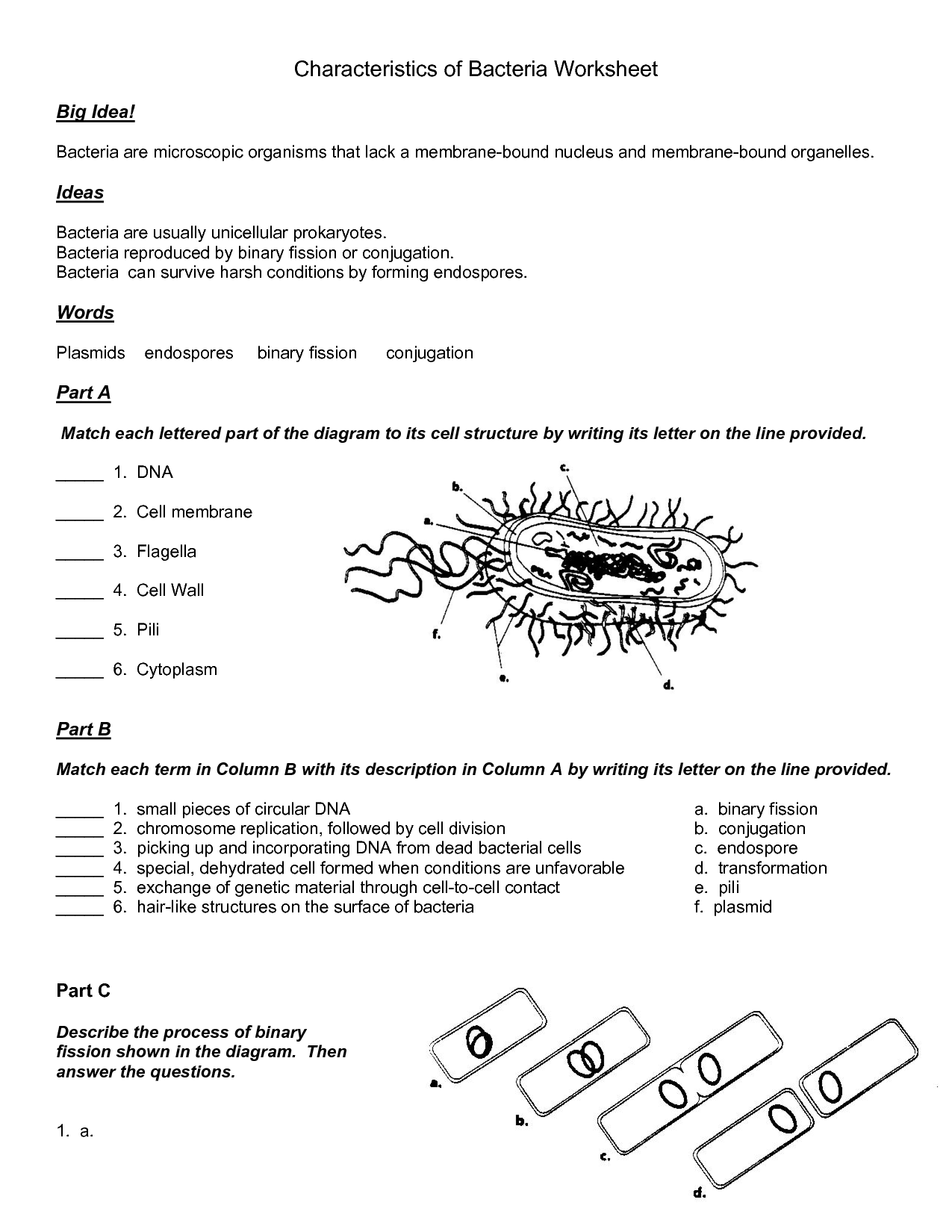 14 Best Images of Viruses And Bacteria Worksheets  Bacteria and Viruses Worksheet Answers 
