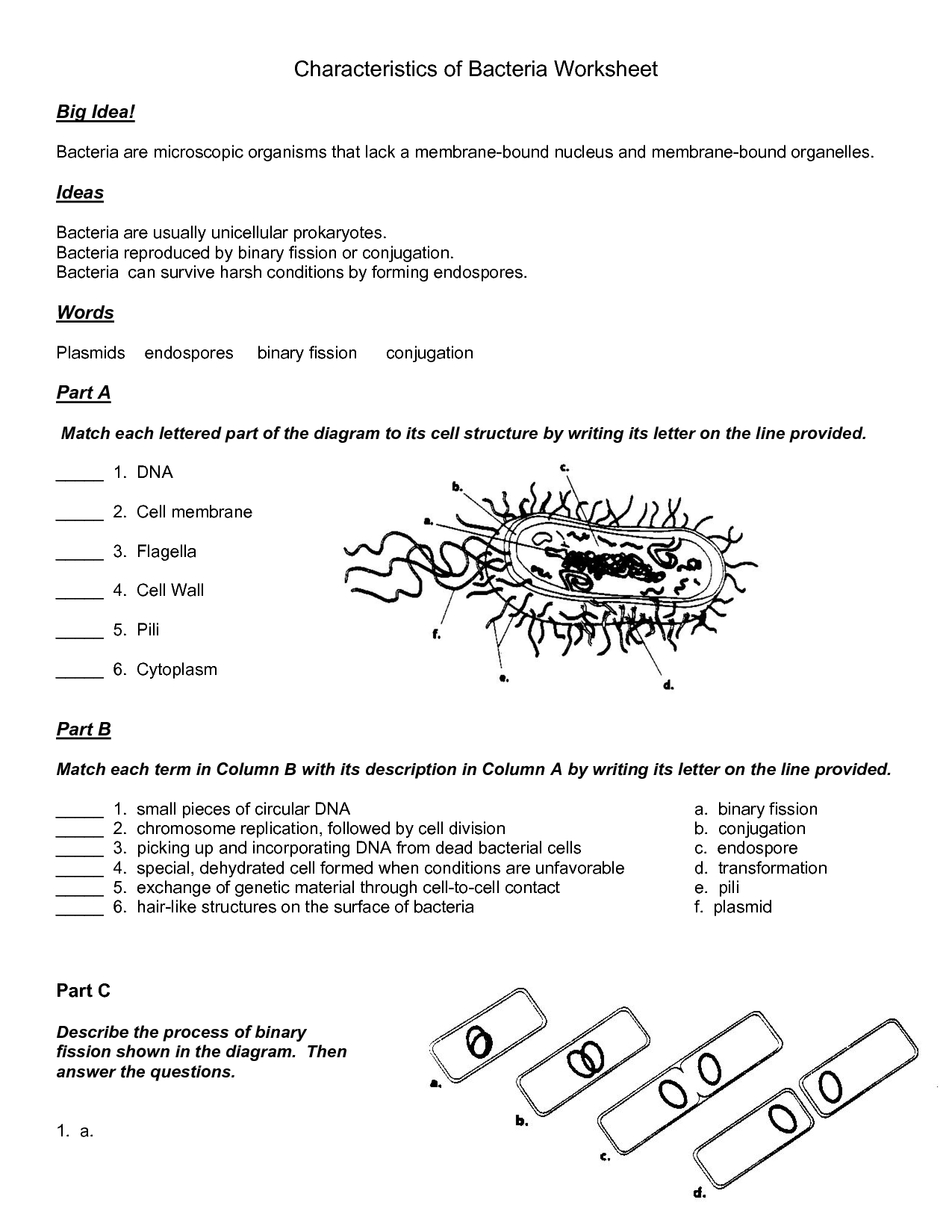 14-best-images-of-viruses-and-bacteria-worksheets-bacteria-and-viruses-worksheet-answers