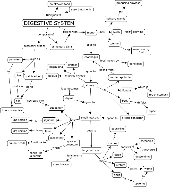 Cell Concept Map Worksheet Answers