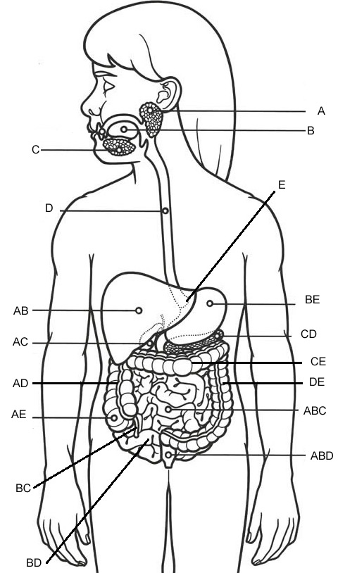 14 Best Images of Human Anatomy Labeling Worksheets - Blank Head and