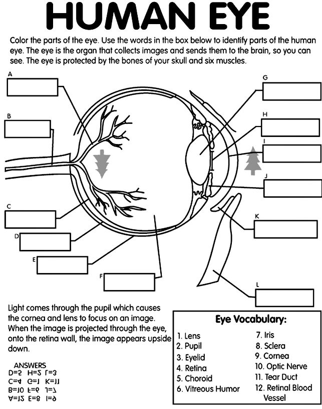 14 Best Images of Human Anatomy Labeling Worksheets - Blank Head and