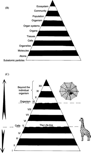 Level Of Organization Worksheet